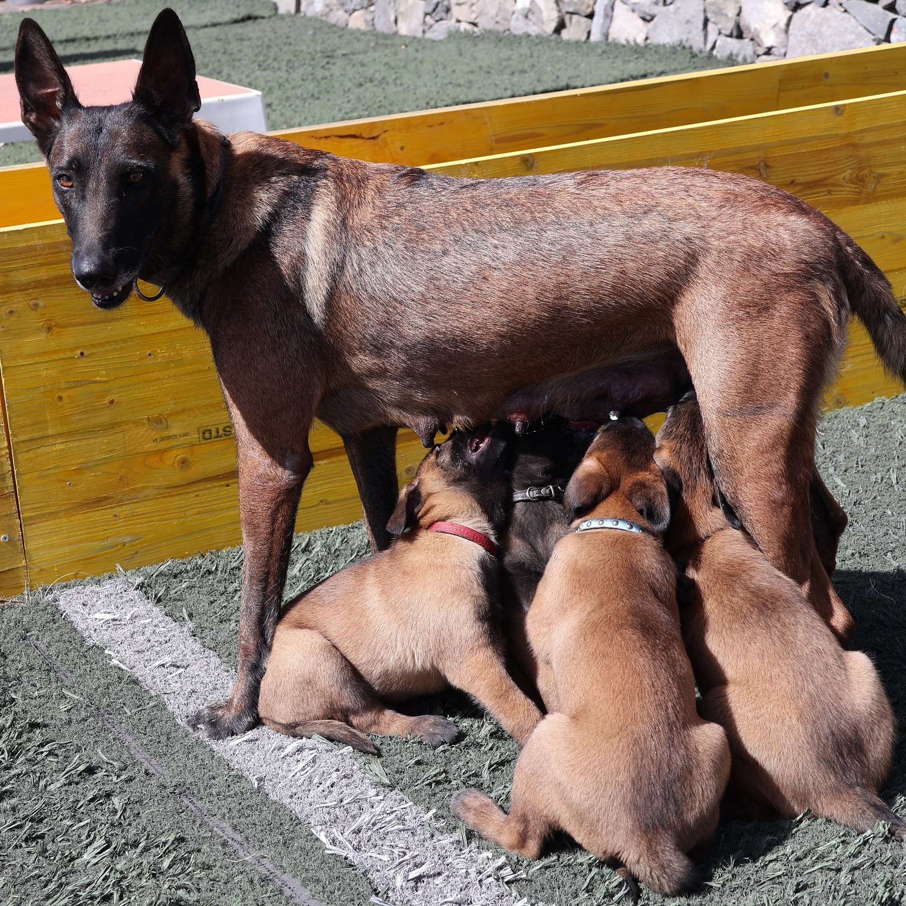 231020 La ciudadanía elegirá los nombres de dos cachorros de la Unidad Canina en twitter