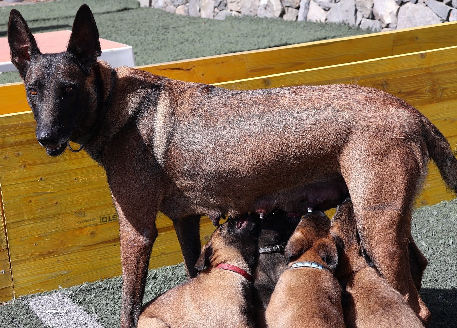 20231108 NayayCachorros1