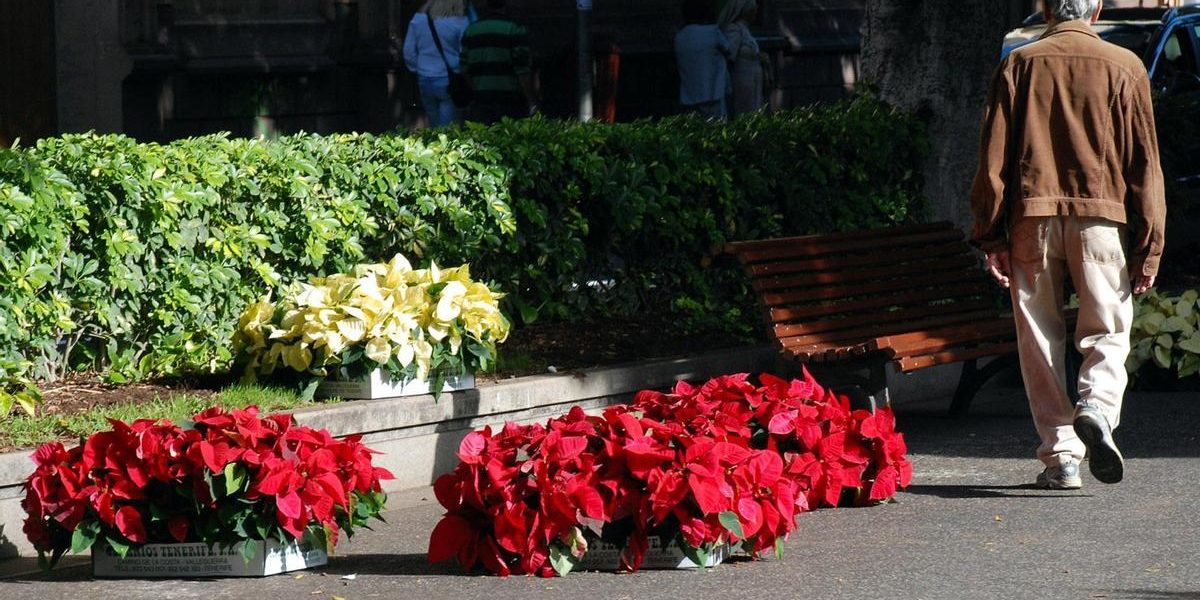 231116 Flores de pascua Santa Cruz