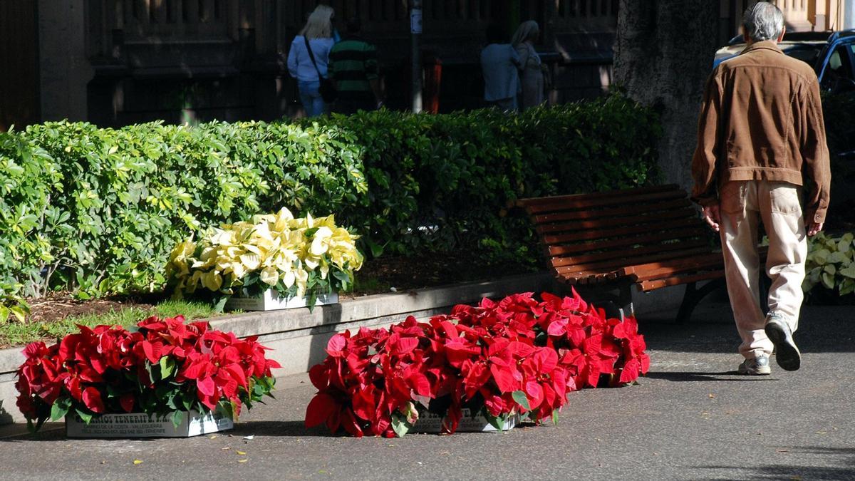 231116 Flores de pascua Santa Cruz