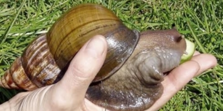 CARACOL AFRICANO1 21-11-23