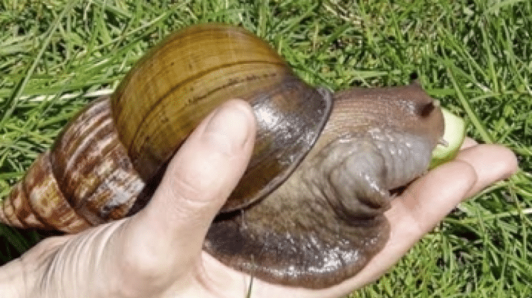 CARACOL AFRICANO1 21-11-23