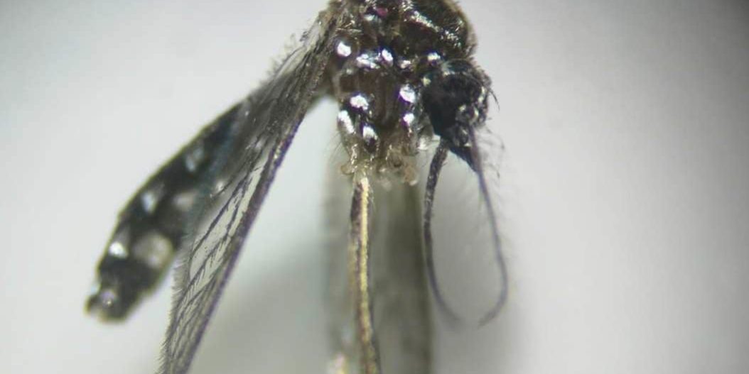 AEDES EN GRAN CANARIA-SANIDAD 5-12-23