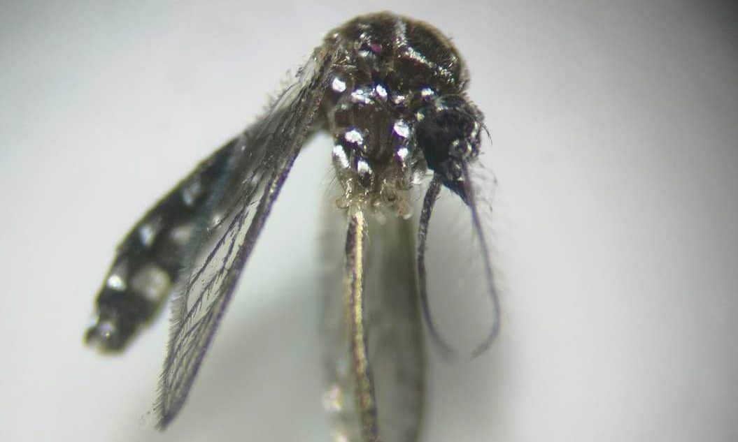AEDES EN GRAN CANARIA-SANIDAD 5-12-23