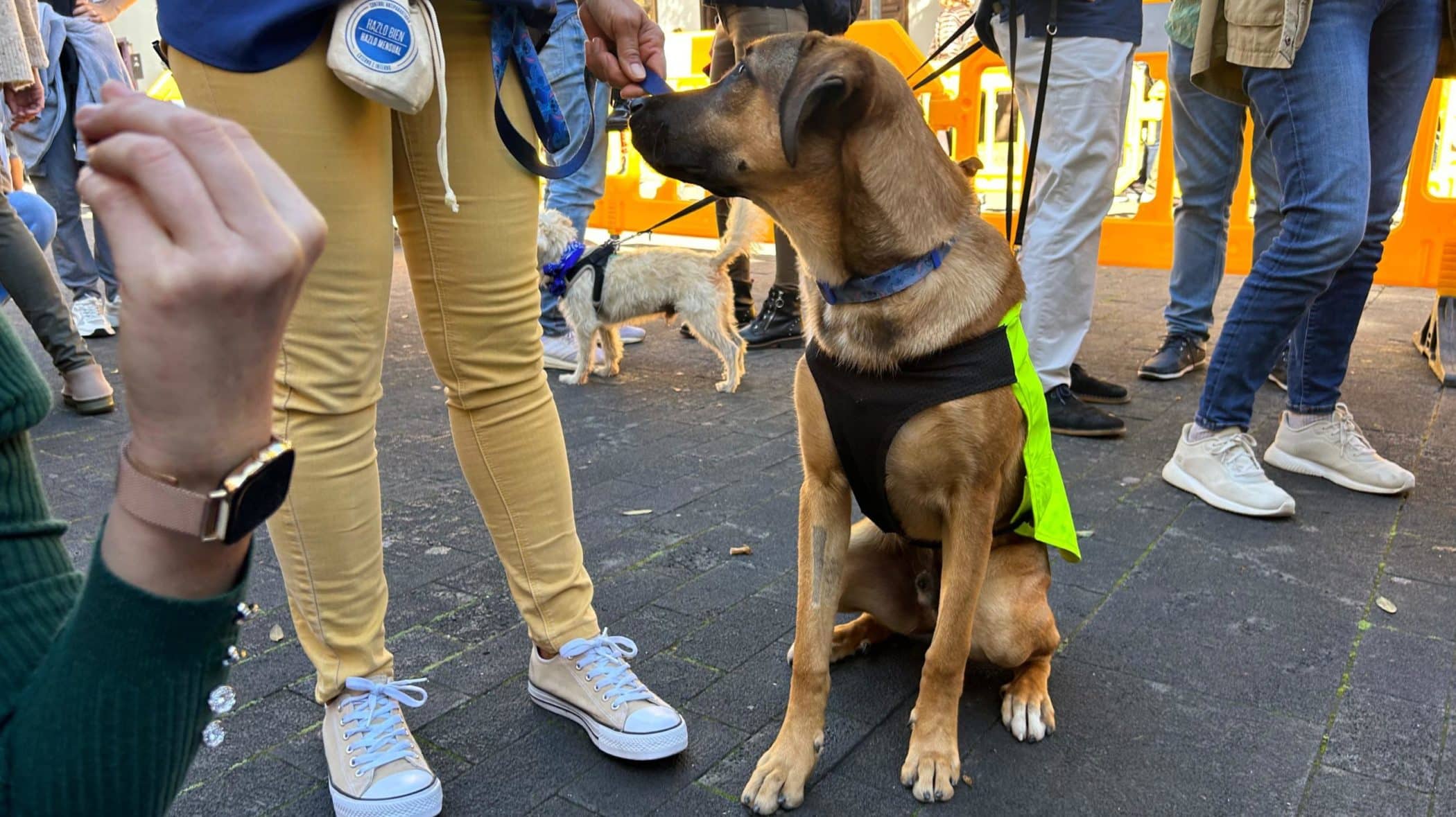 Feria de la Adopción 3