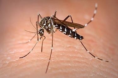 MOSQUITO AEDES 12-12-23