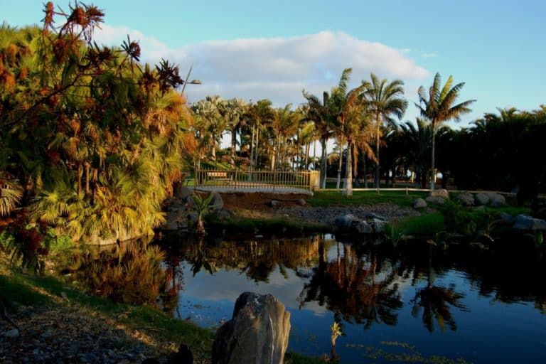 240113 Palmetum de Santa Cruz