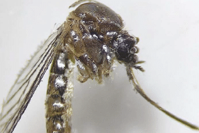 AEDES EN GRAN CANARIA-CRUCEROS 16-1-24