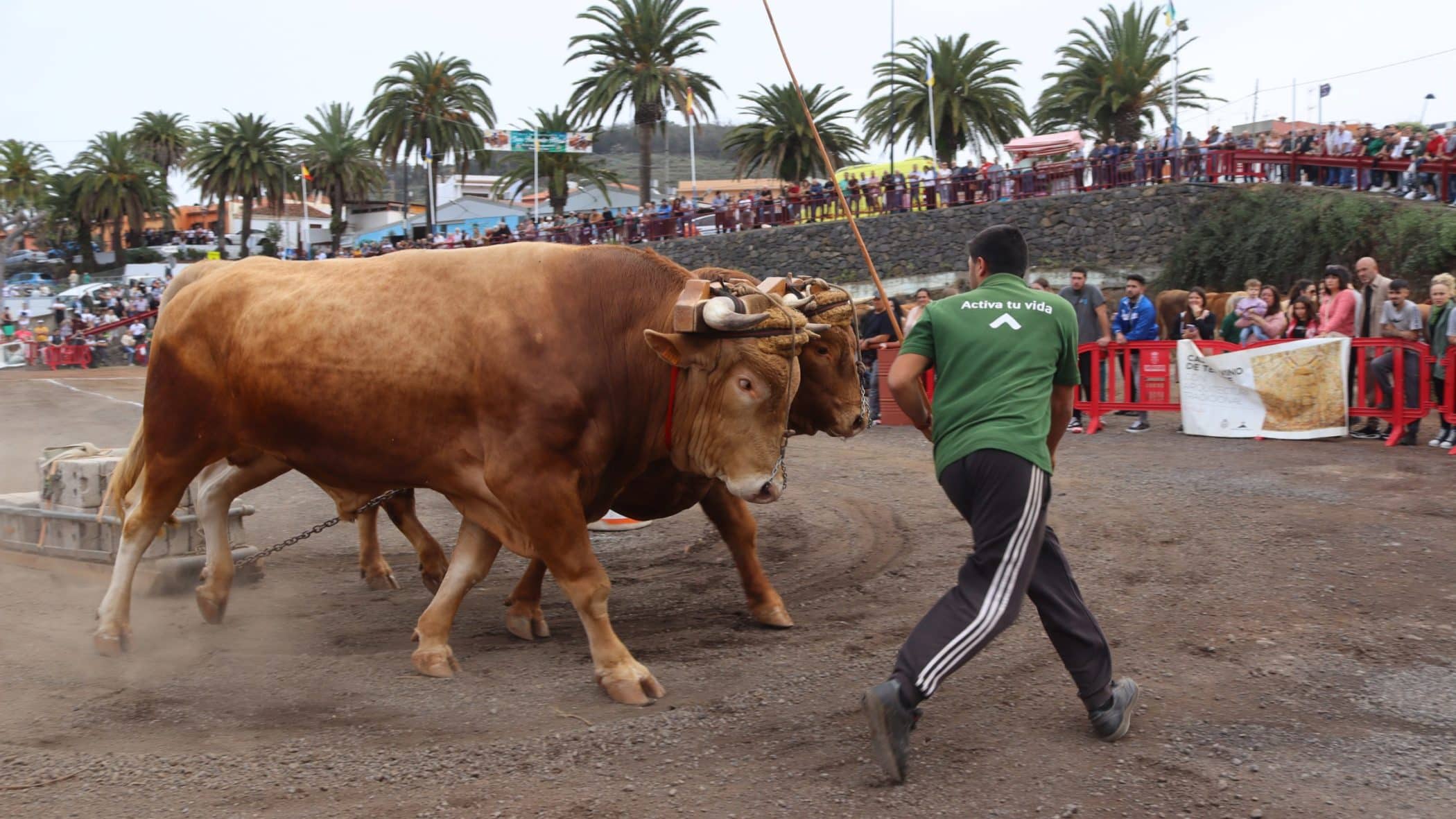 ARRASTRE DE GANADO 2024