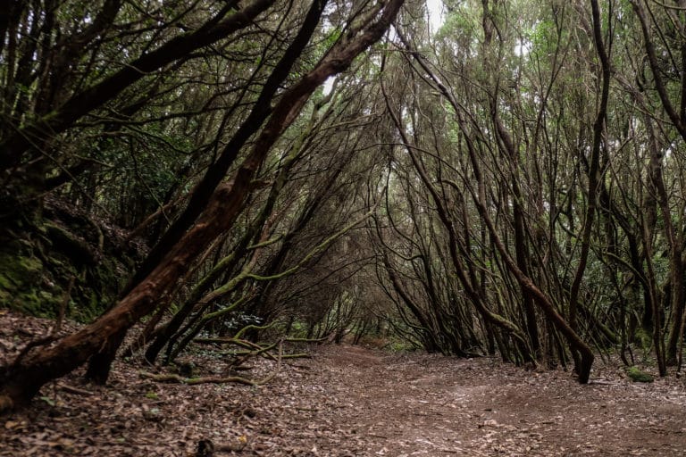 medioambiente