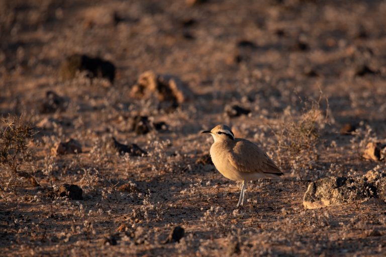 DESIERTOSdeVIDA.Corredor Sahariano. FOTO_Jorge. Caceres @Alaemon_conservacion