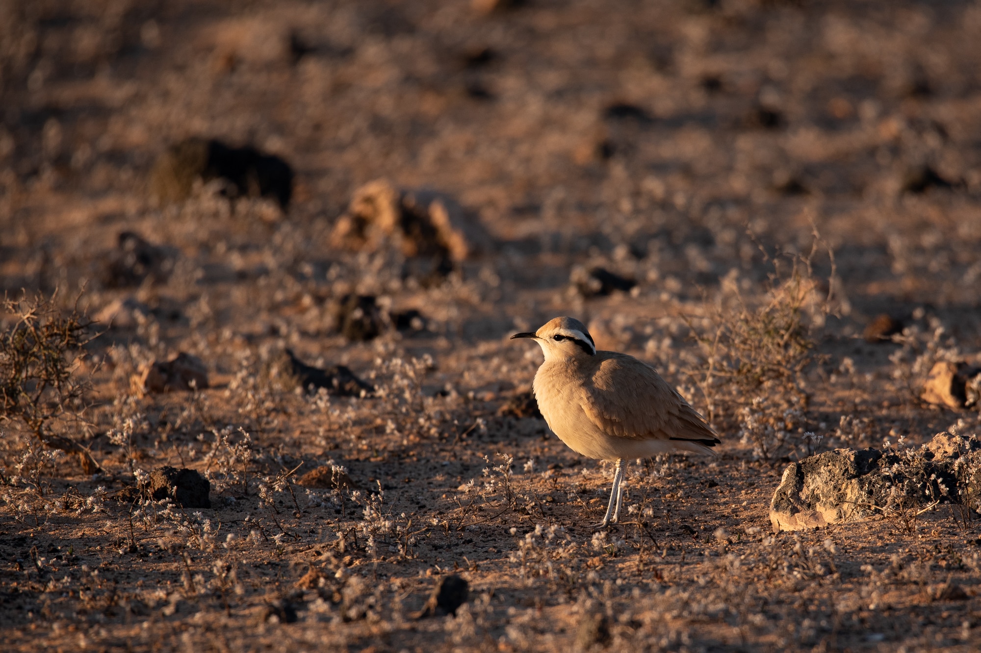 DESIERTOSdeVIDA.Corredor Sahariano. FOTO_Jorge. Caceres @Alaemon_conservacion