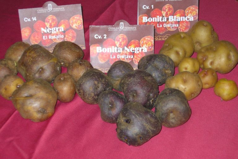 Papas Antiguas