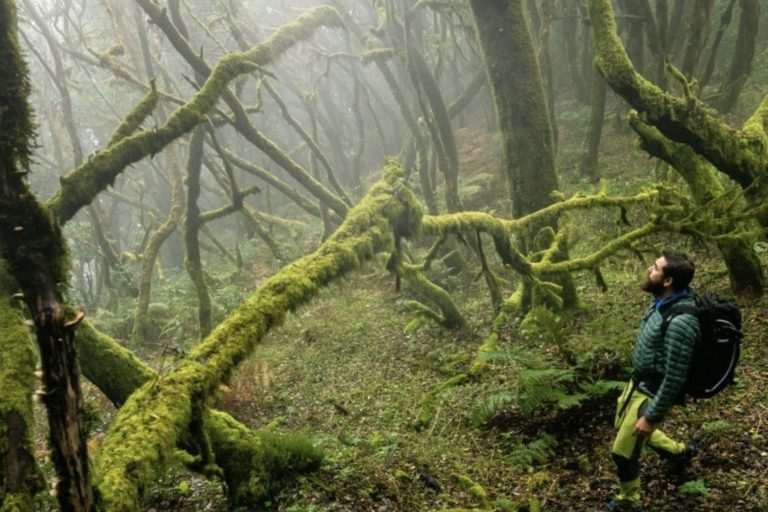 Senderista en el Parque Nacional de Garajonay