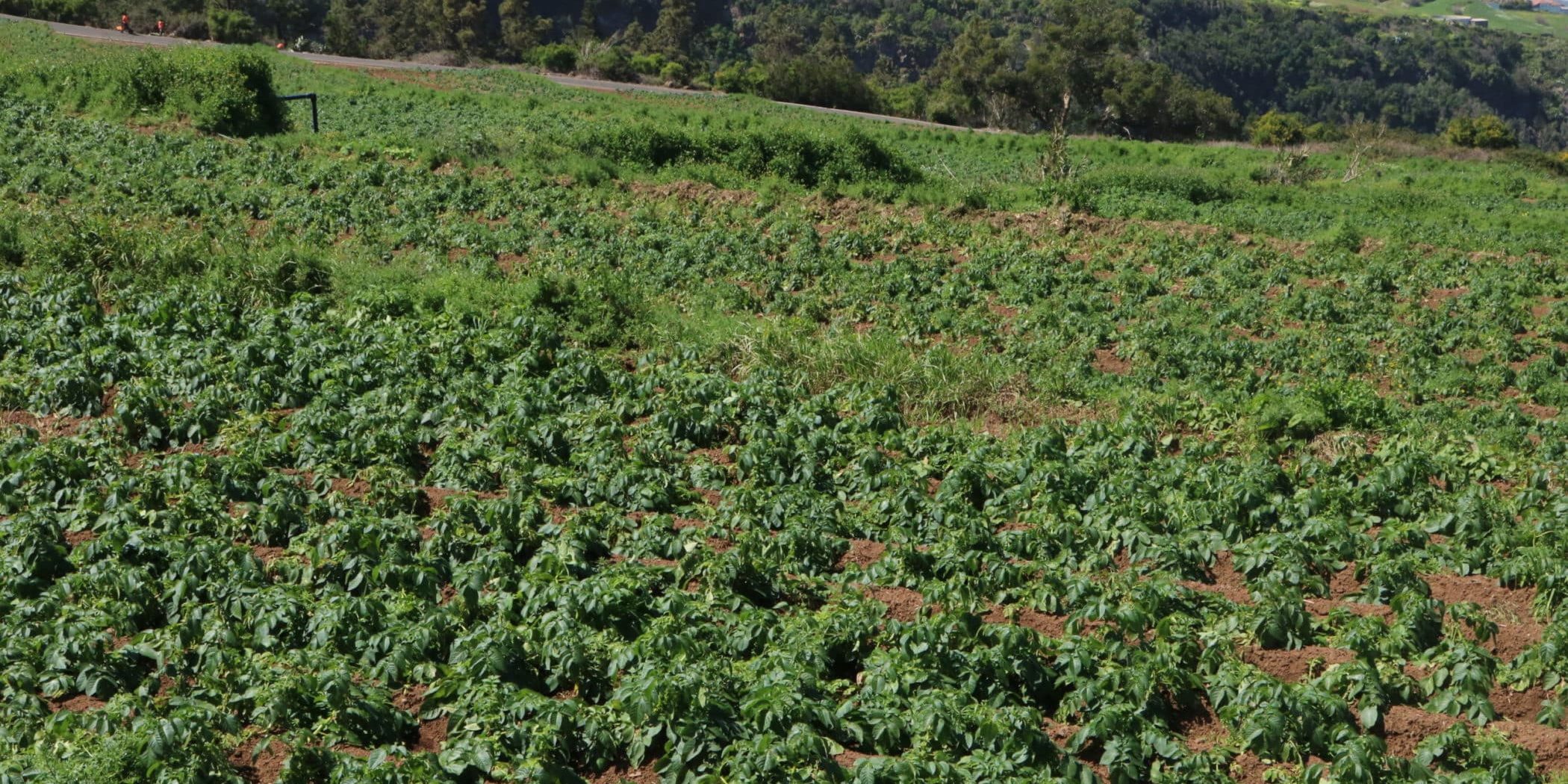 010321 Plantaciones, Huerto, Terreno, Finca 11