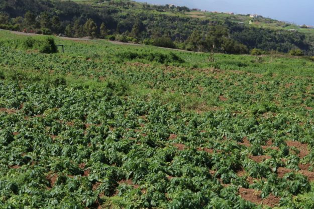 010321 Plantaciones, Huerto, Terreno, Finca 11