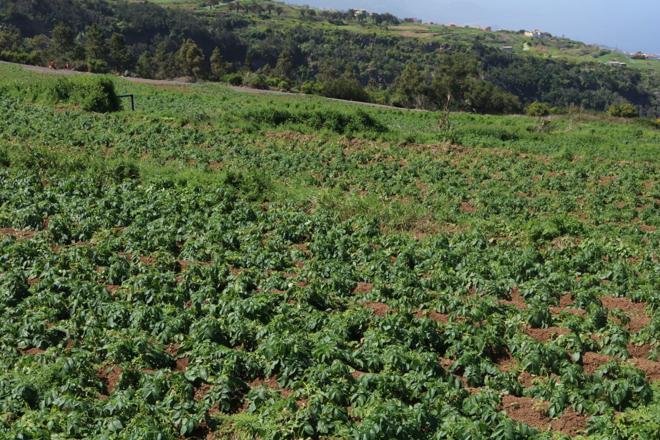 010321 Plantaciones, Huerto, Terreno, Finca 11