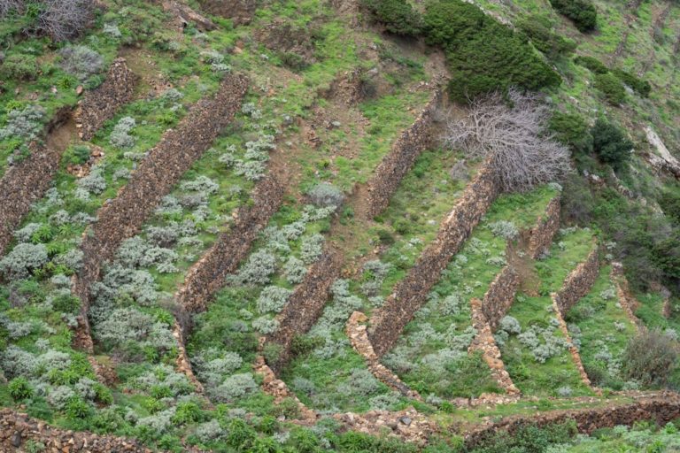 140224 Bancales en la isla de La Gomera