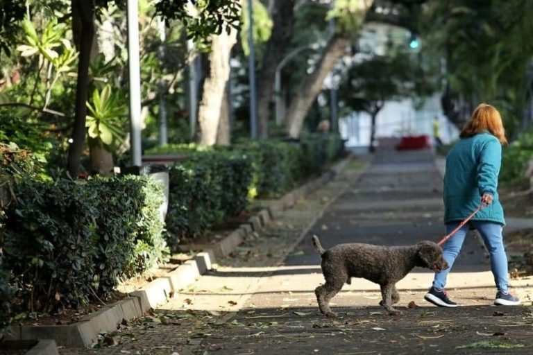 240216 Sanciones perros