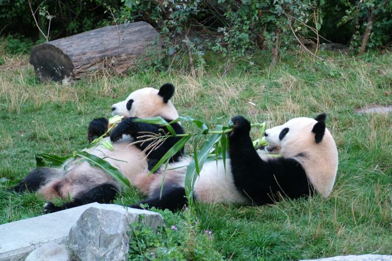 OSOS PANDA REGRESAN A CHINA DESDE EL ZOO DE MADRID