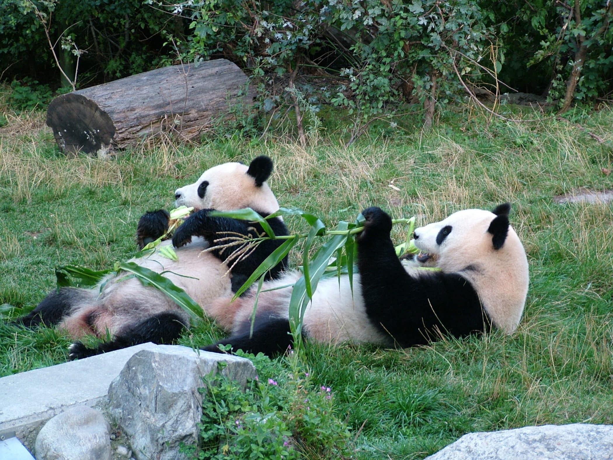 OSOS PANDA REGRESAN A CHINA DESDE EL ZOO DE MADRID