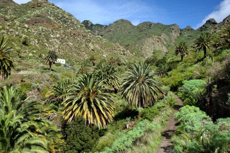Palmeral
