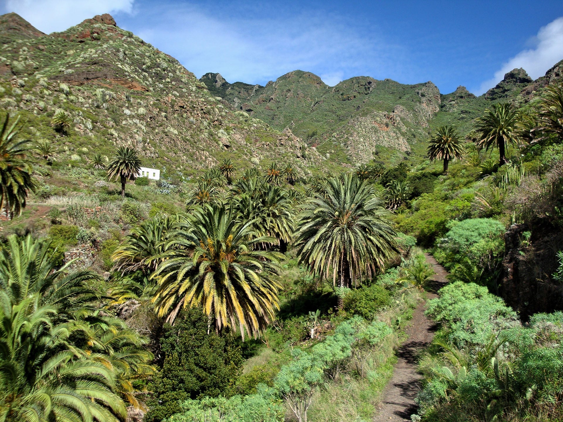 Palmeral