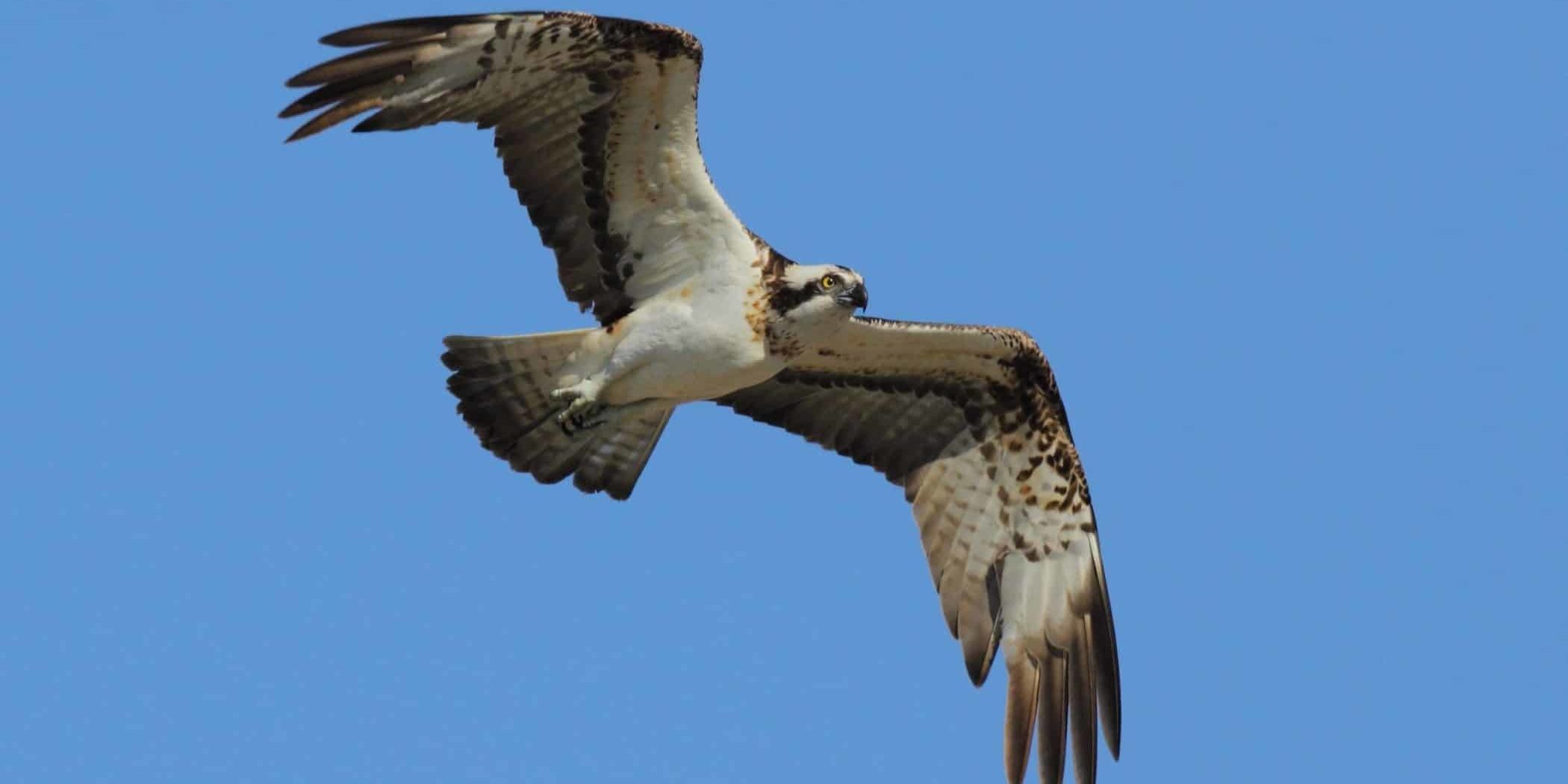 Pandion haliaetus. Foto Beneharo Rodríguez