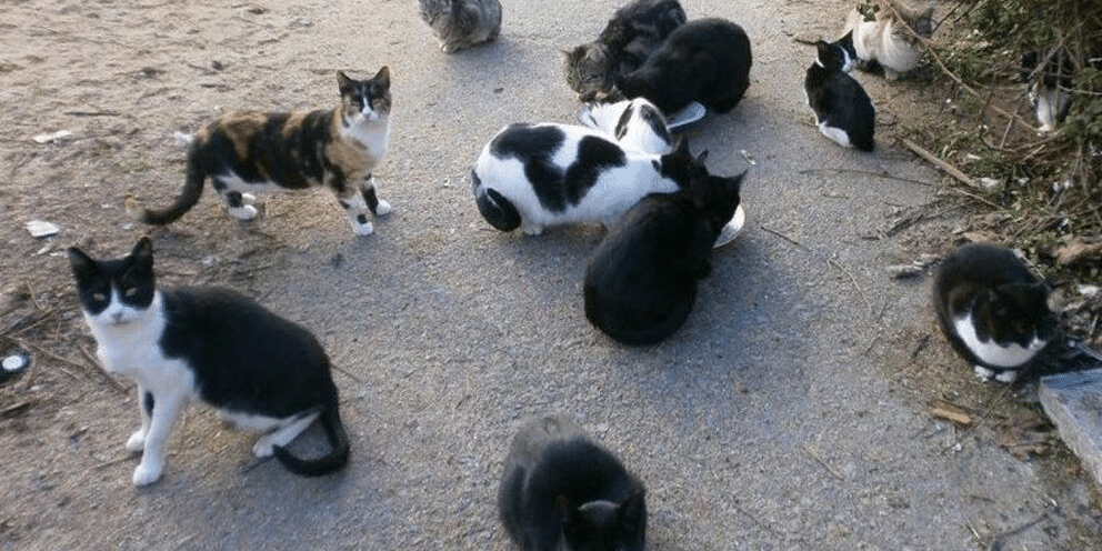240410 gatos