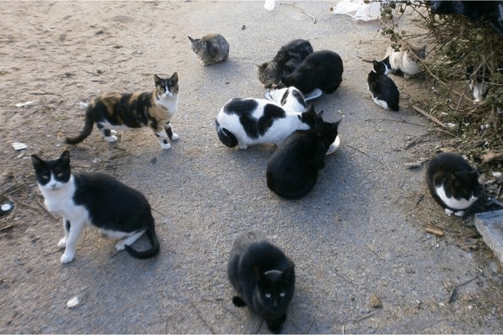 240410 gatos