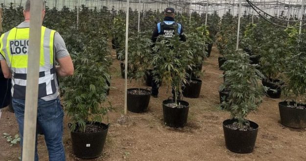 DESMANTELADA UNA FINCA DE MARIHUANA EN GÜÍMAR 3-4-24