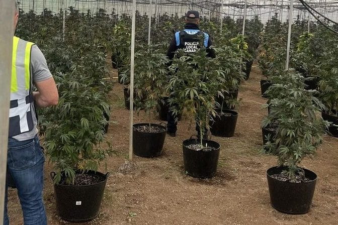 DESMANTELADA UNA FINCA DE MARIHUANA EN GÜÍMAR 3-4-24