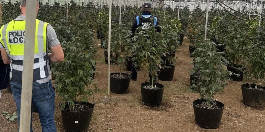 DESMANTELADA UNA FINCA DE MARIHUANA EN GÜÍMAR 3-4-24