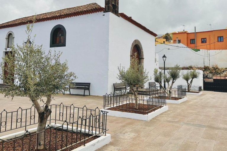 Olivos en la plaza Domingo Reyes Afonso (1)