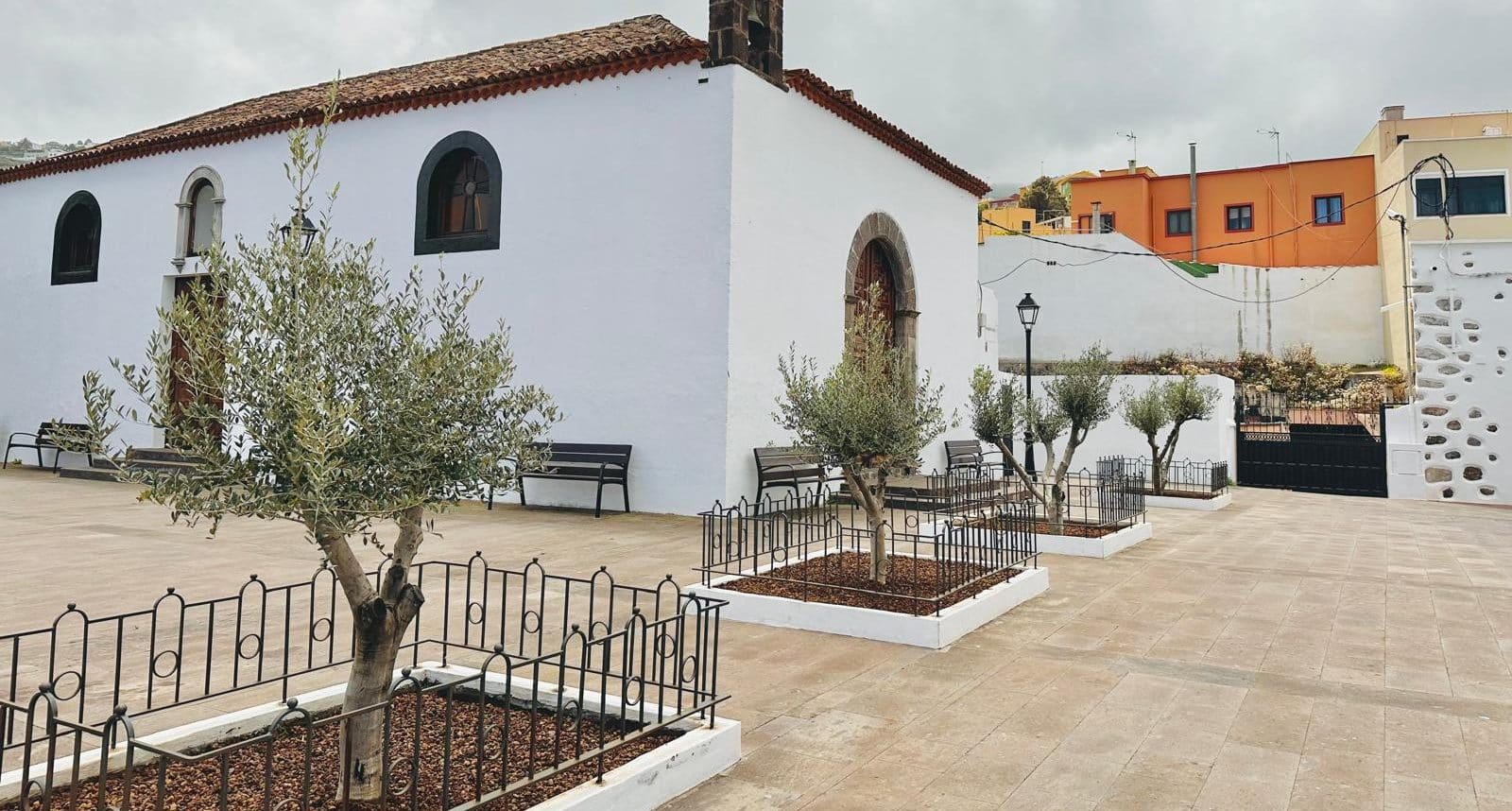 Olivos en la plaza Domingo Reyes Afonso (1)