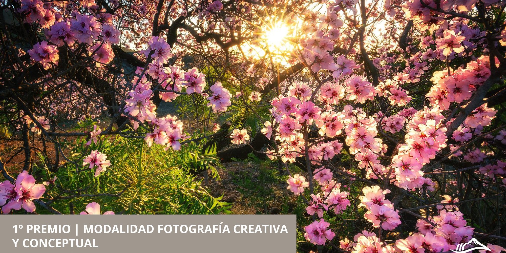 Primer premio modalidad creativa y conceptual