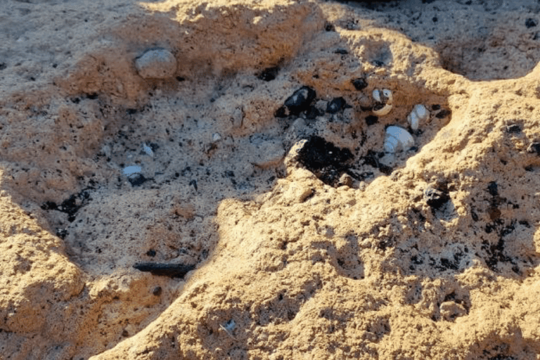 Yacimiento_paleontológico_Punta