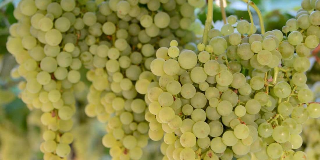 090524 Viñedo en Vinos Niray, Alajeró, La Gomera