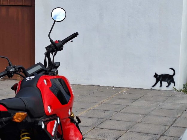 PINTADAS GATOS (4)