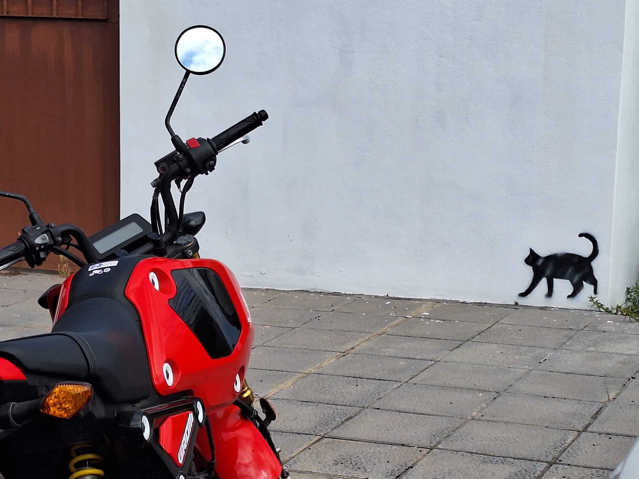 PINTADAS GATOS (4)