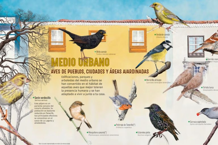 Pájaros en zonas urbanas de Canarias