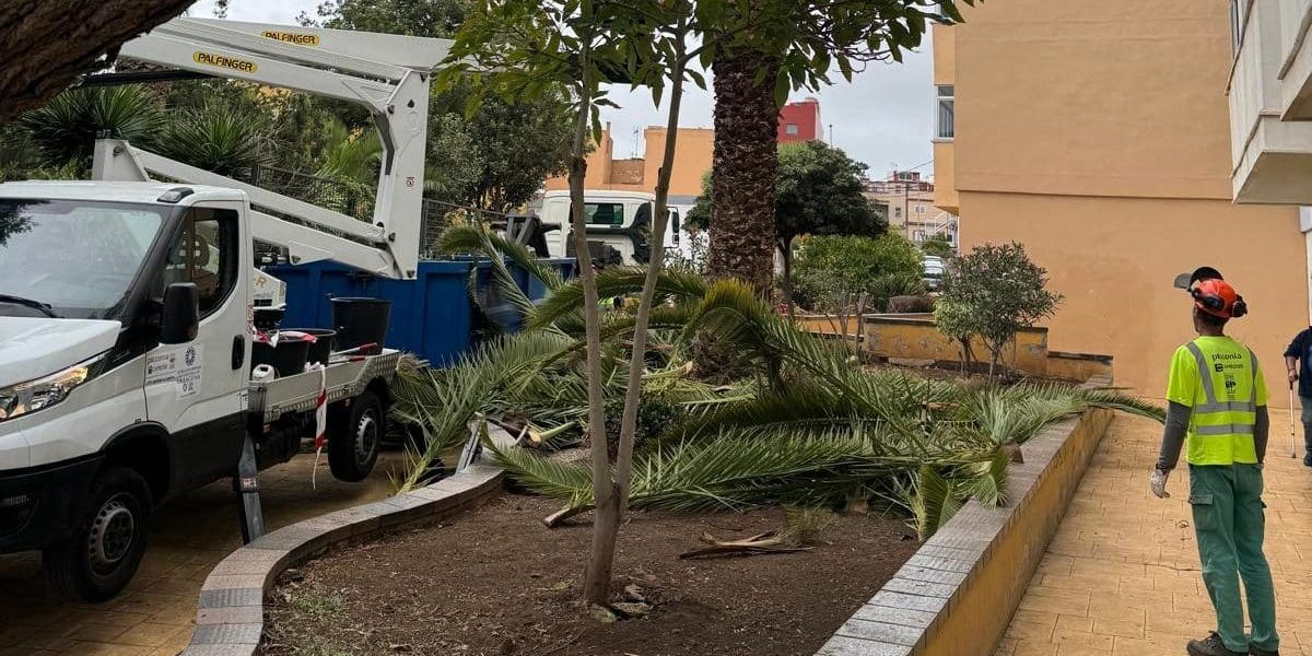 Poda Padre Anchieta