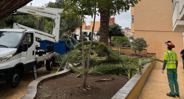 Poda Padre Anchieta