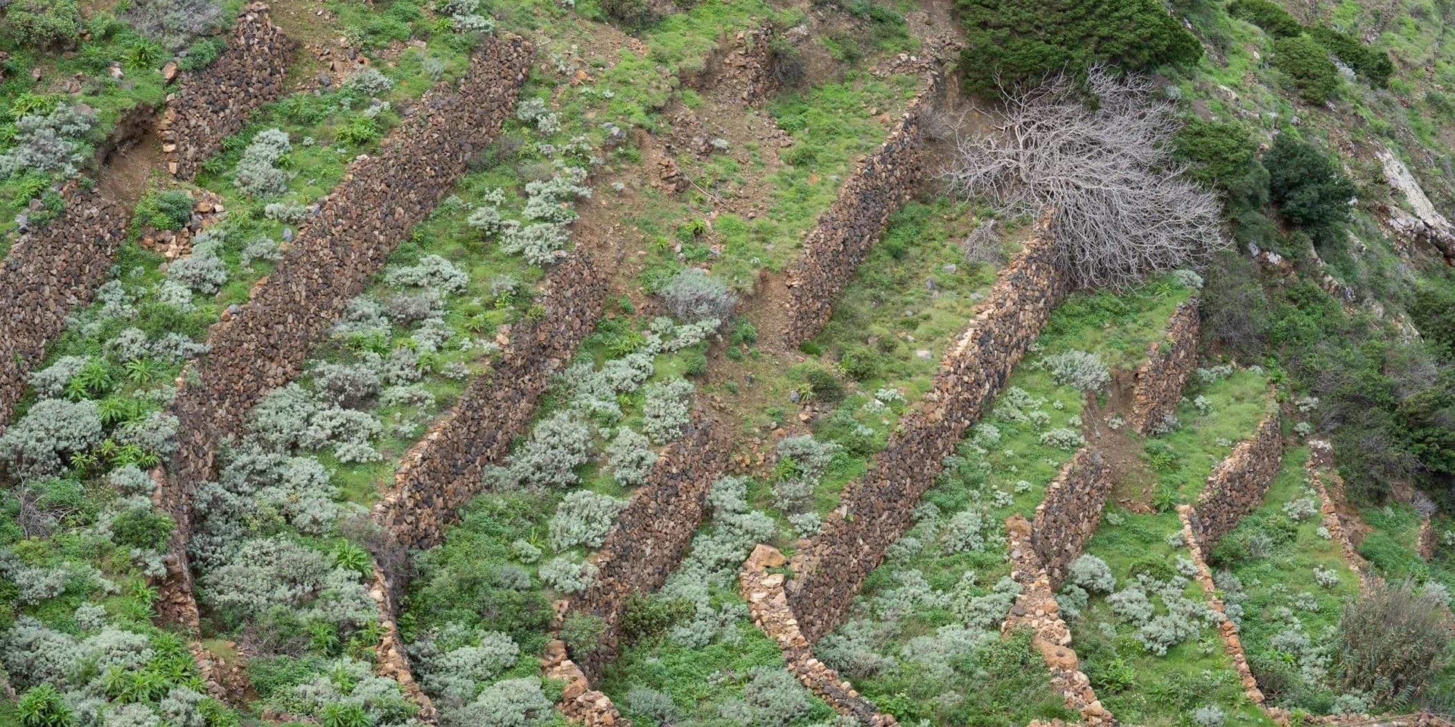 Bancal abandonado en el norte de La Gomera