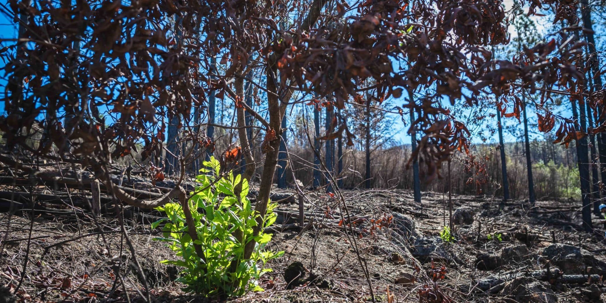 Biodiversidad