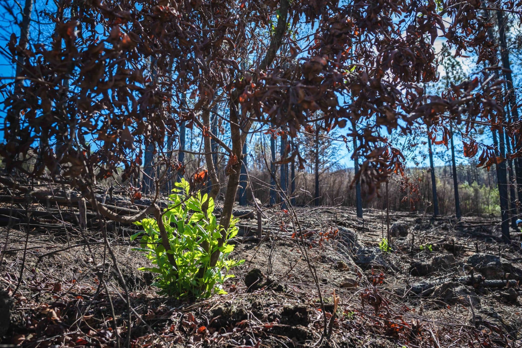 Biodiversidad