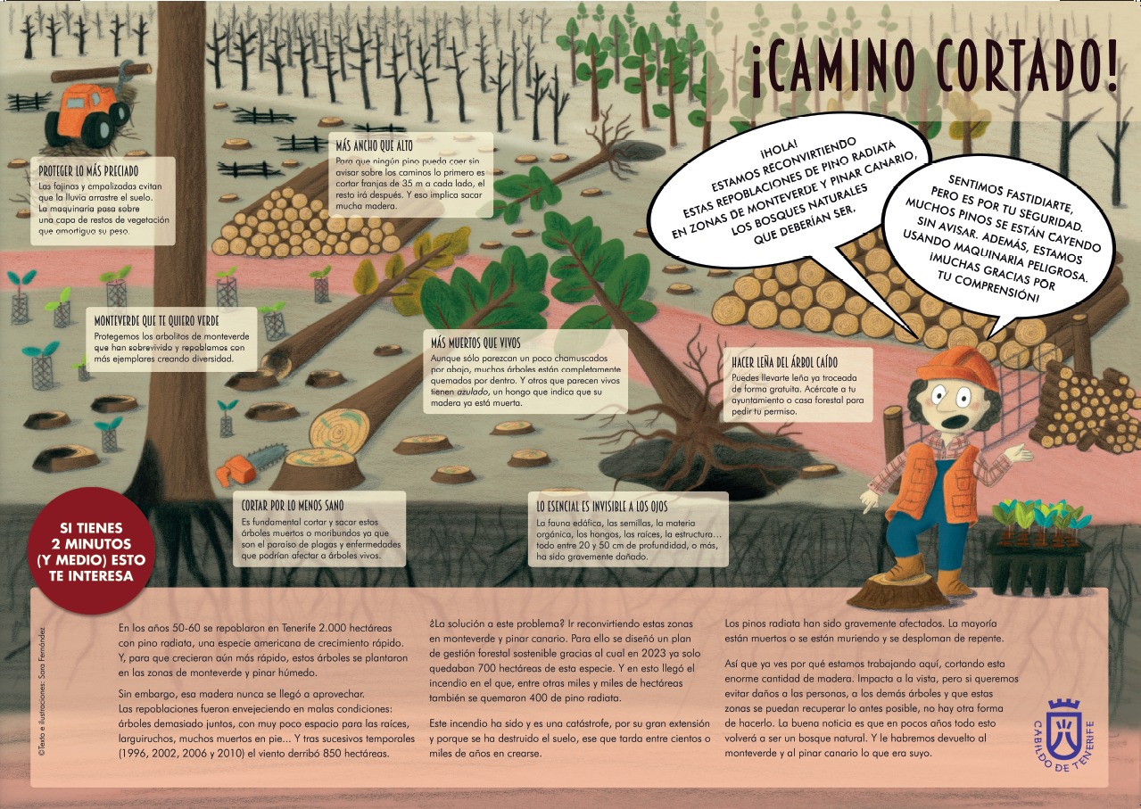 Pino Radiata-Infografía