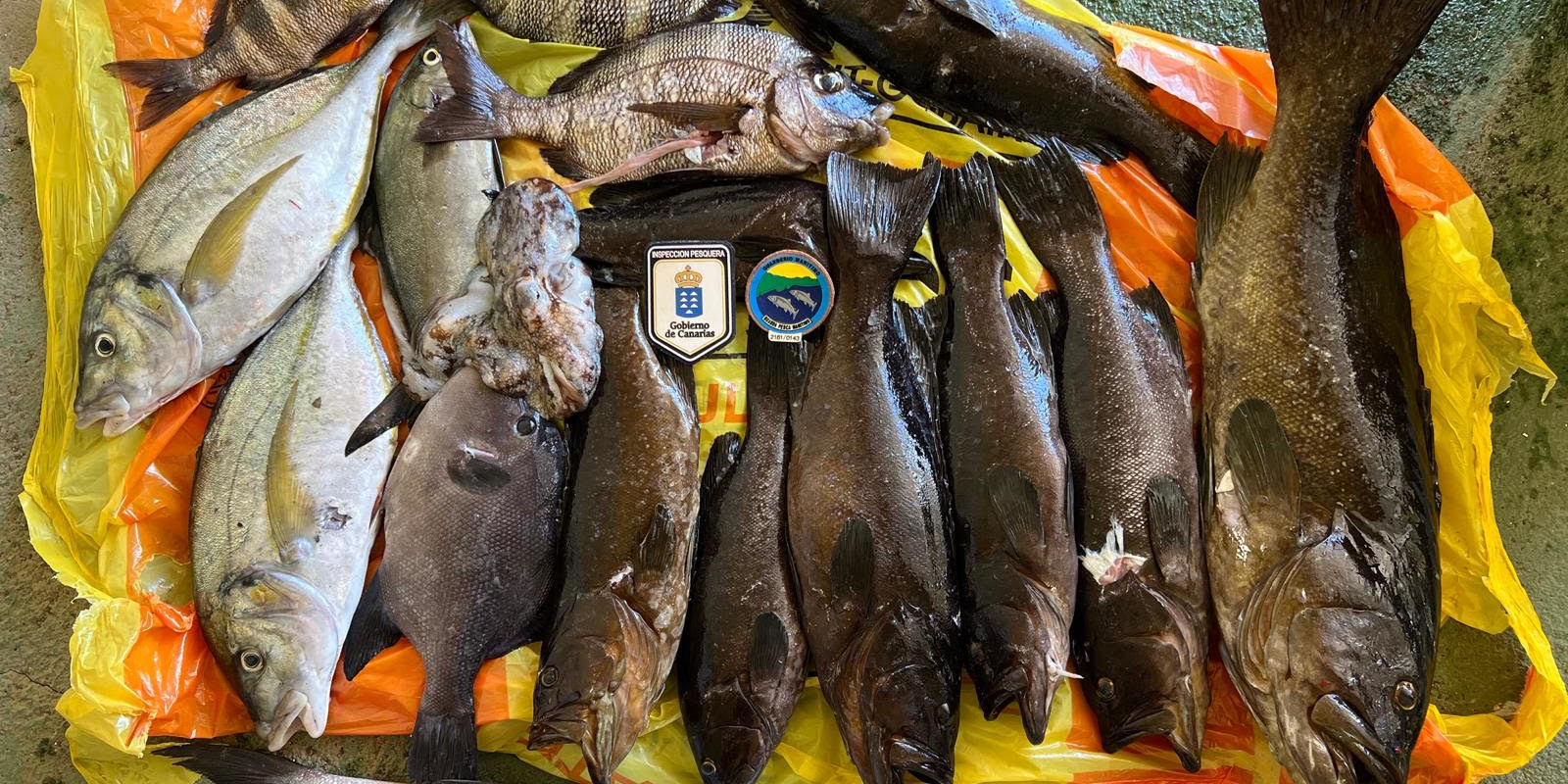 INCAUTAN 55 KILOS DE PESCADO EN LA ZONA DE RESERVA MARINA-EL HIERRO 19-7-24