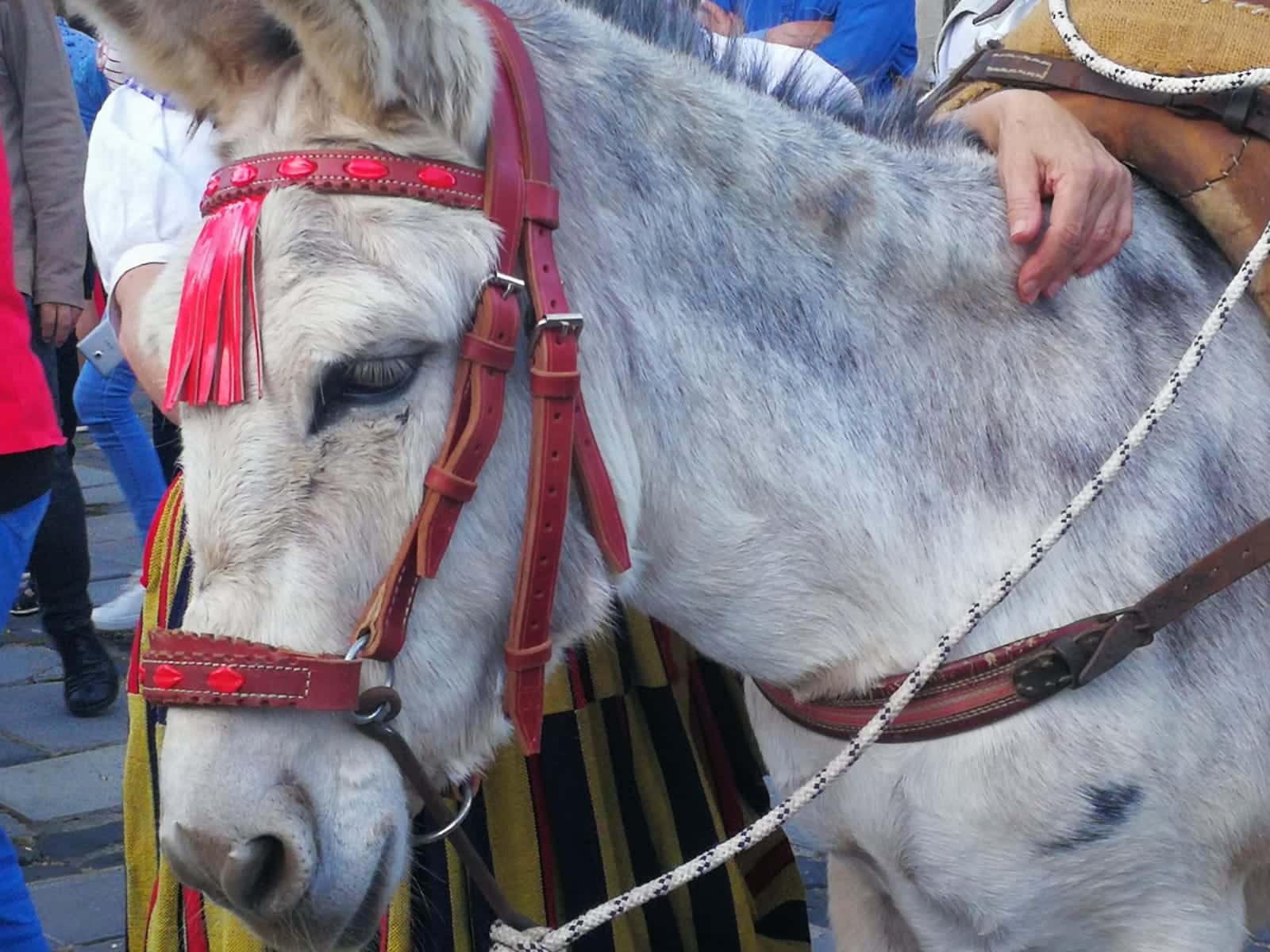 Noche de los Burros
