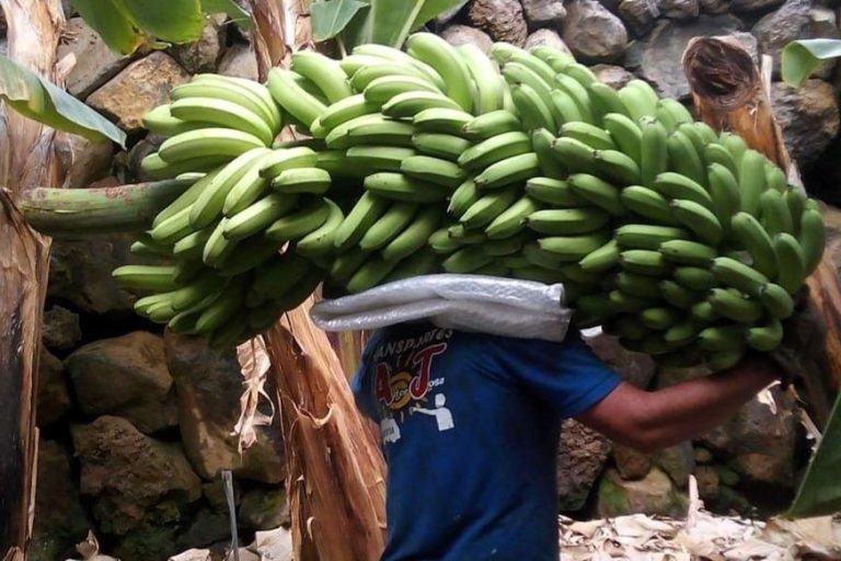 agricultor canario transportando una piña de plátanos